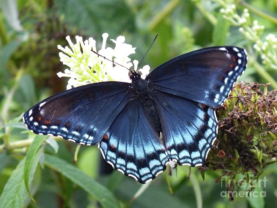 Natures Gift - Red-Spotted Purple Photograph by Cindy Treger