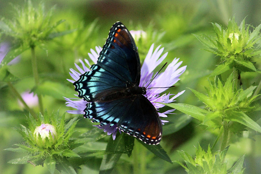 Red-spotted Purple Photograph by Cynthia Guinn