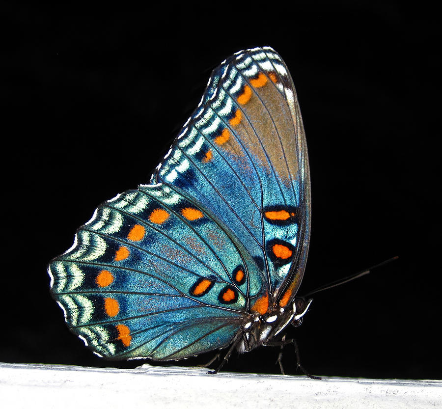 Red Spotted Purple  Photograph by Lara Ellis