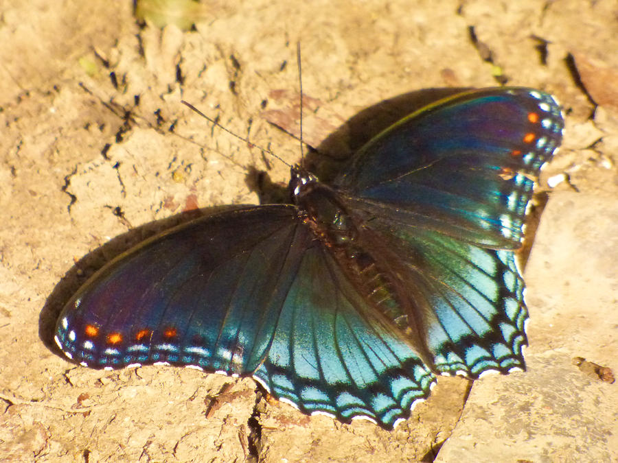 Red Spotted Purple Photograph by Kimo Fernandez