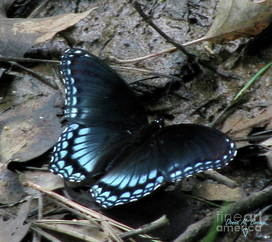 Red Spotted Purple Swallowtail Butterfly Photograph by Donna Brown