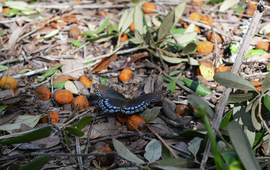 Red Spotted Purple White Admiral Butterfly Photograph