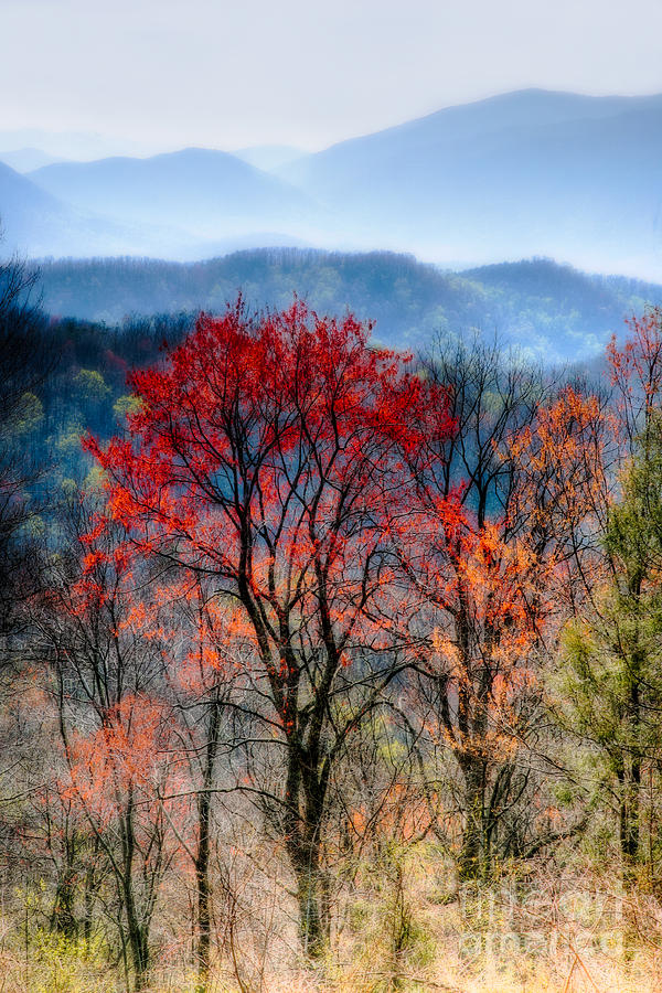 Fall Photograph - Red Spring by Irene Abdou
