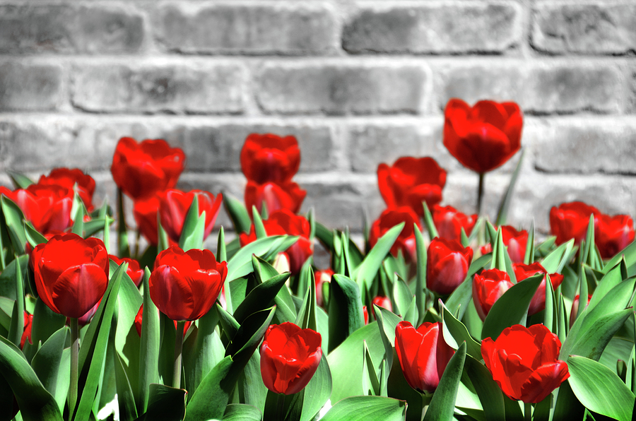 Spring Photograph - Red Spring Tulips by Angelina Tamez