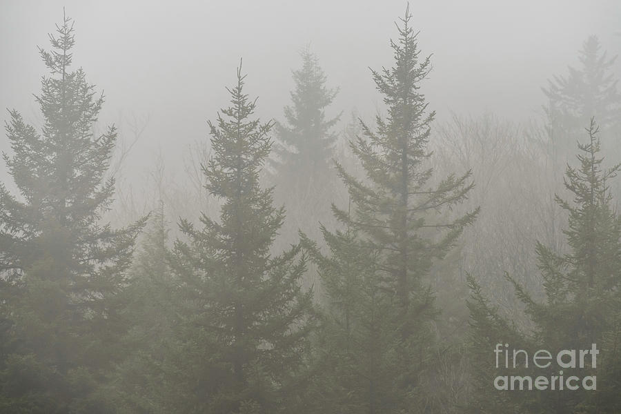 Red Spruce in Mist Photograph by Thomas R Fletcher