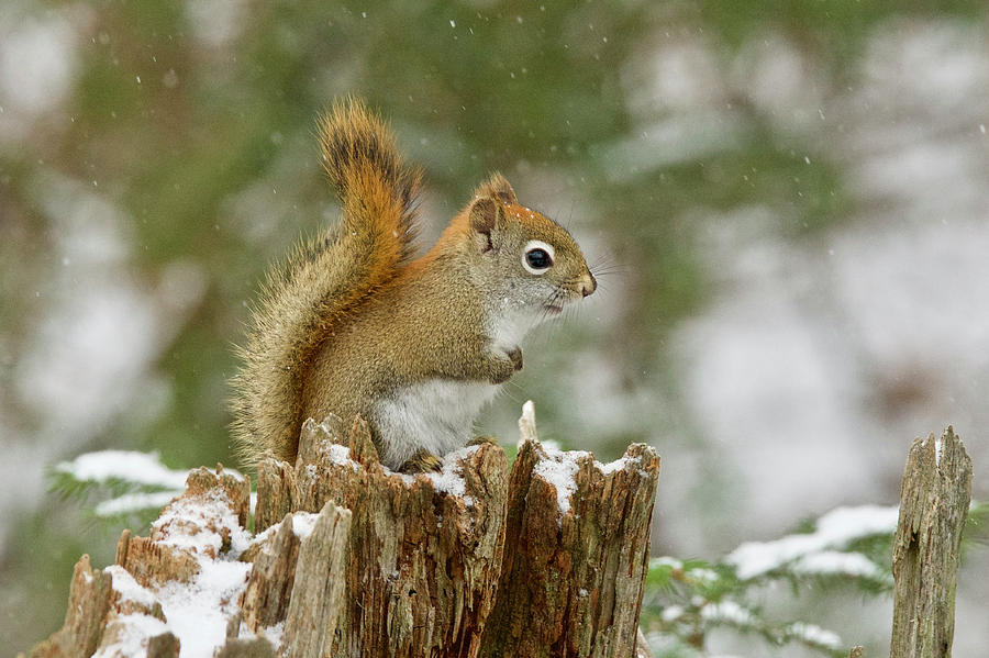 Red Squirrel 4597 Photograph by Michael Peychich