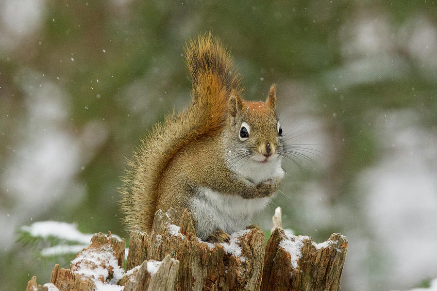 Red Squirrel 4598 Photograph by Michael Peychich