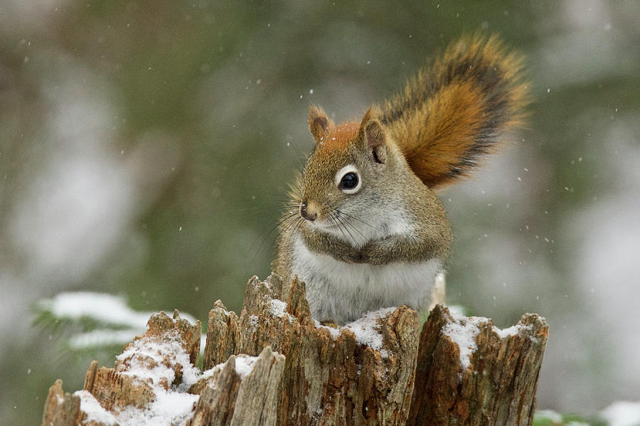 Red Squirrel 4600 Photograph by Michael Peychich
