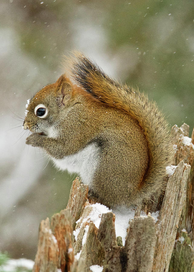 Red Squirrel 4605 Photograph by Michael Peychich