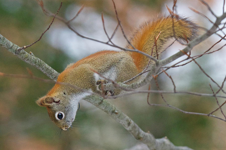 Red Squirrel 5237 Photograph by Michael Peychich