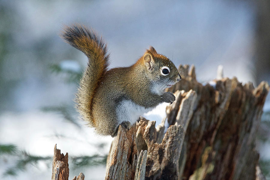 Red Squirrel 7111 Photograph by Michael Peychich