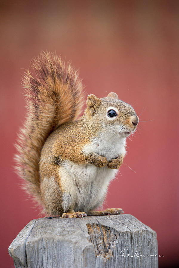 Red Squirrel 7782 Photograph by Dan Beauvais
