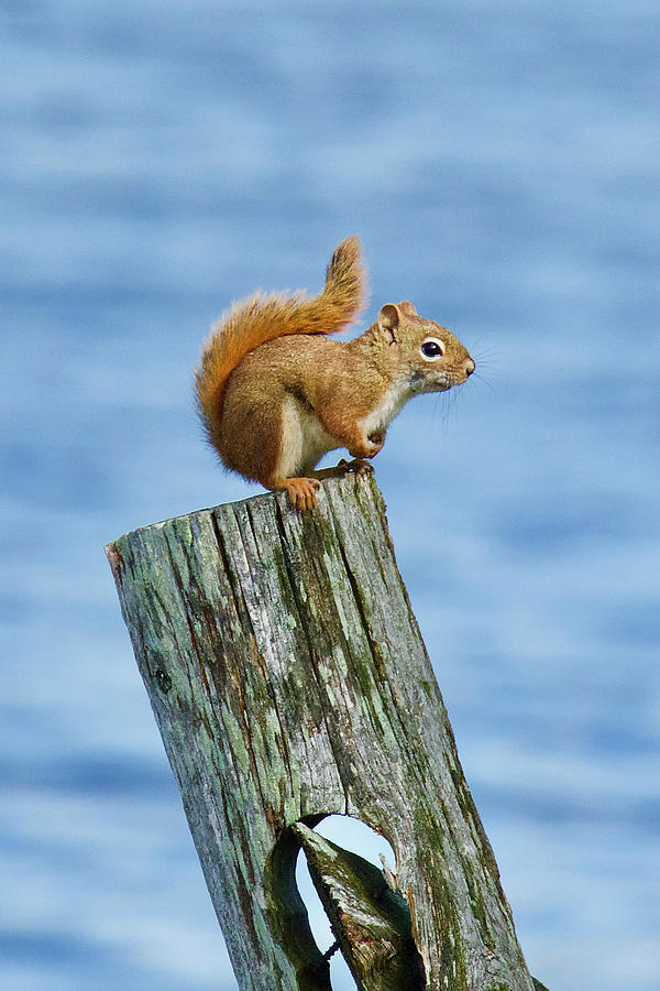Red Squirrel 8768 Photograph by Michael Peychich