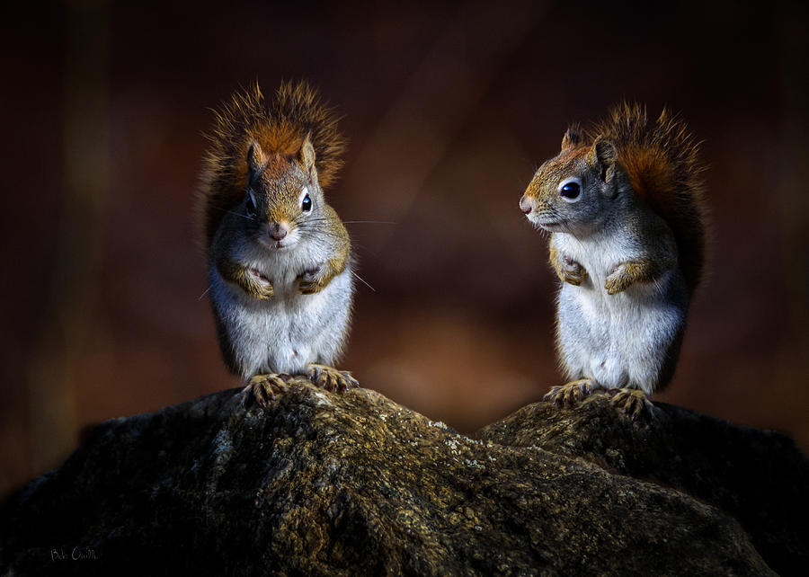 Red Squirrel Photograph by Bob Orsillo