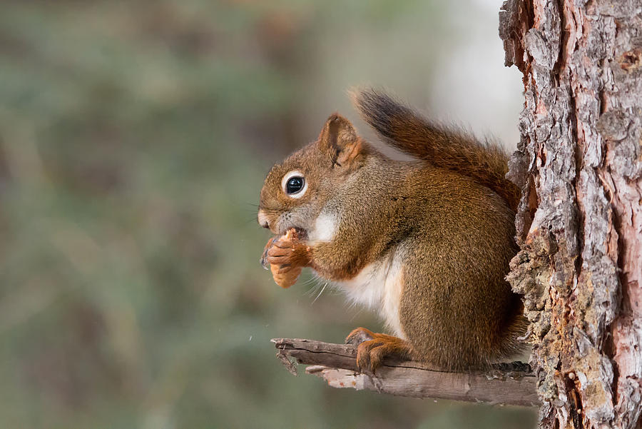 Red Squirrel Photograph by Celine Pollard