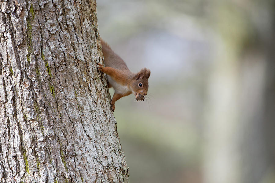 Red Squirrel Climbing Down A Tree Photograph by Pete Walkden