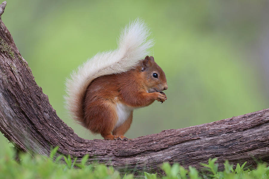 Red Squirrel Curved Log Photograph by Pete Walkden