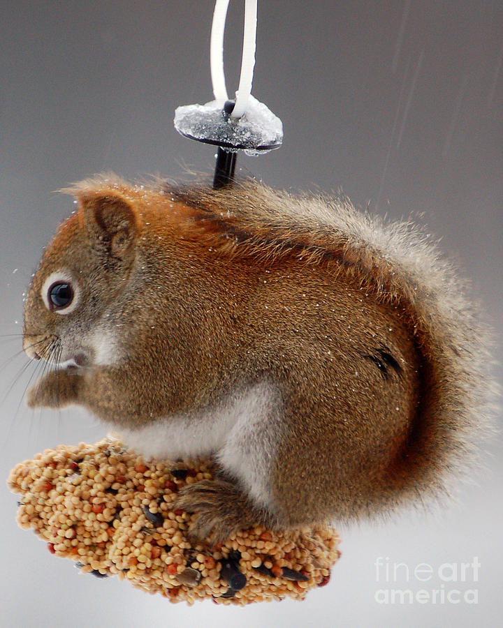 Red Squirrel Photograph by Diane E Berry