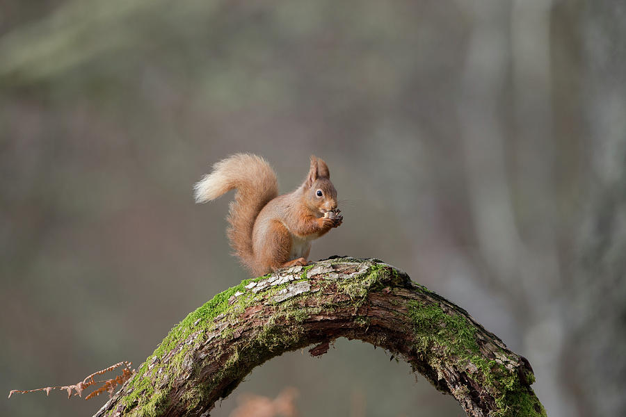 Red Squirrel Eating A Hazelnut Photograph by Pete Walkden