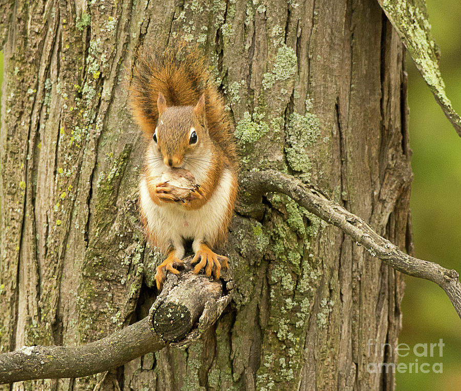 Red Squirrel Feeding Photograph by Dennis Hammer