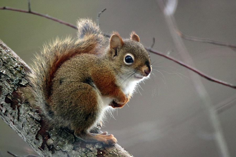 Red Squirrel Photograph by Gerald Salamone