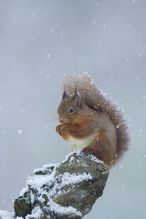 Red Squirrel In A Blizzard Photograph by Pete Walkden