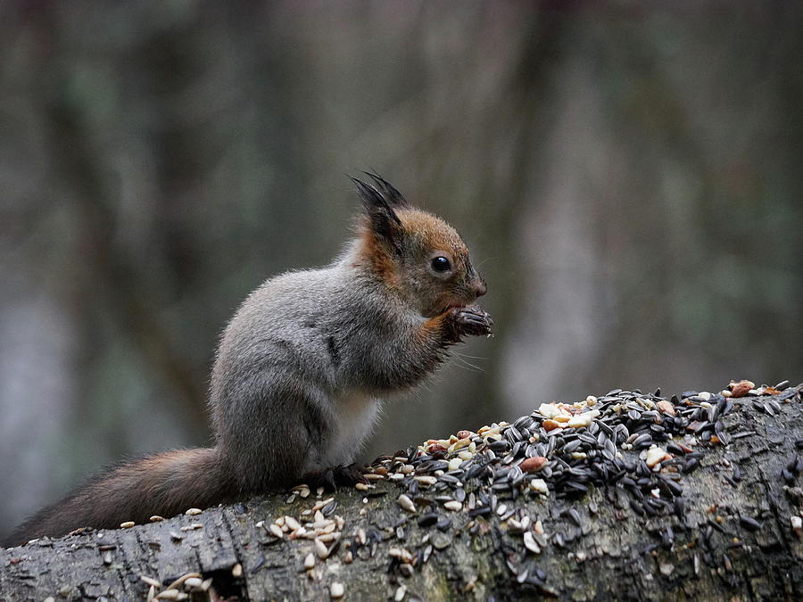 Red Squirrel In Rain Eating Seeds And Nuts Photograph