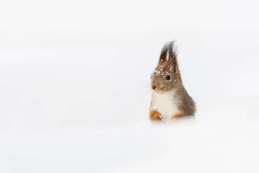 Red Squirrel in Snow Photograph by Andy Trowbridge - Fine Art America