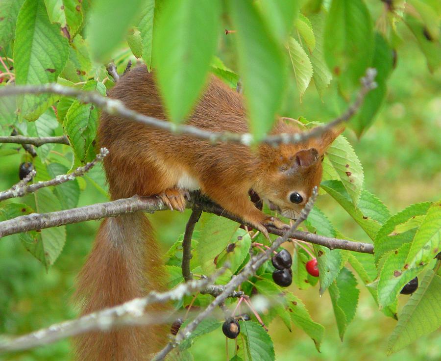 Red Squirrel in the Cherry Tree Photograph by Valerie Ornstein