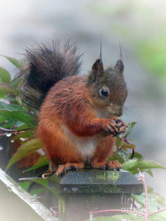 Red Squirrel in the Rain Photograph by Lynn Bolt