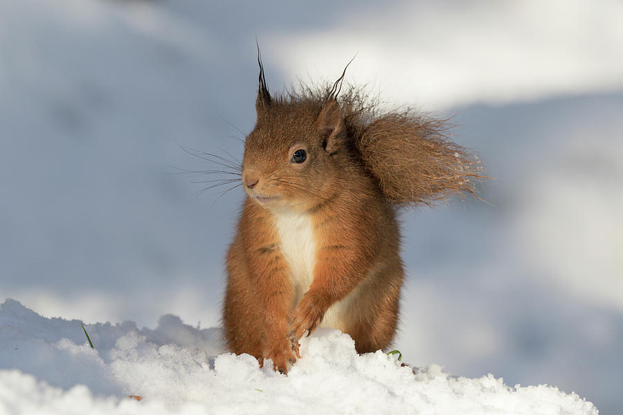 Red Squirrel In The Snow Photograph by Karen Van Der Zijden