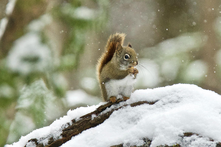 Mammal Photograph - Red Squirrel in the Snow by Michael Peychich