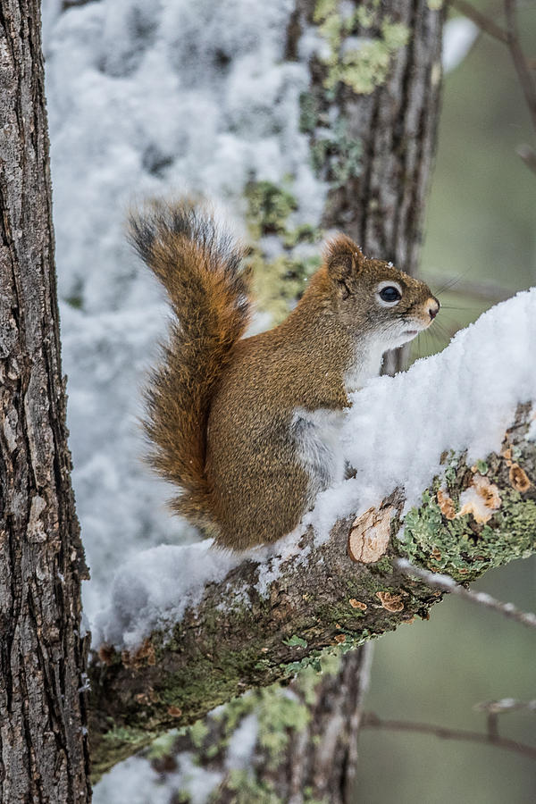 Red Squirrel in the snow Photograph by Paul Freidlund