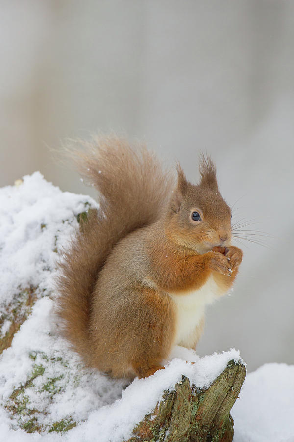 Red Squirrel In The Snow Side On Photograph by Pete Walkden