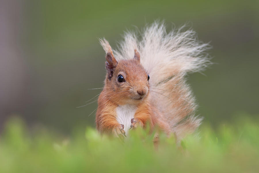 Red Squirrel In Vegetation Photograph by Pete Walkden