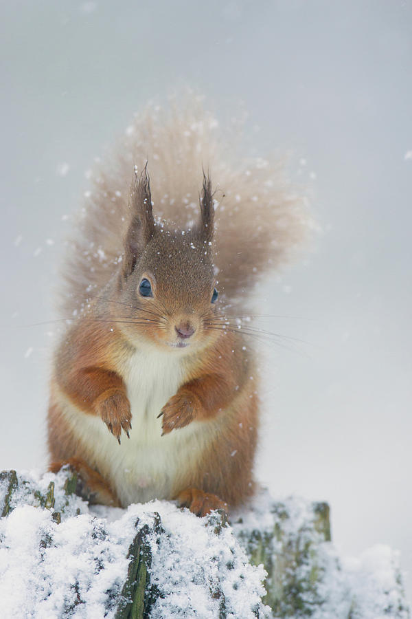 Red Squirrel In Winter Photograph by Pete Walkden