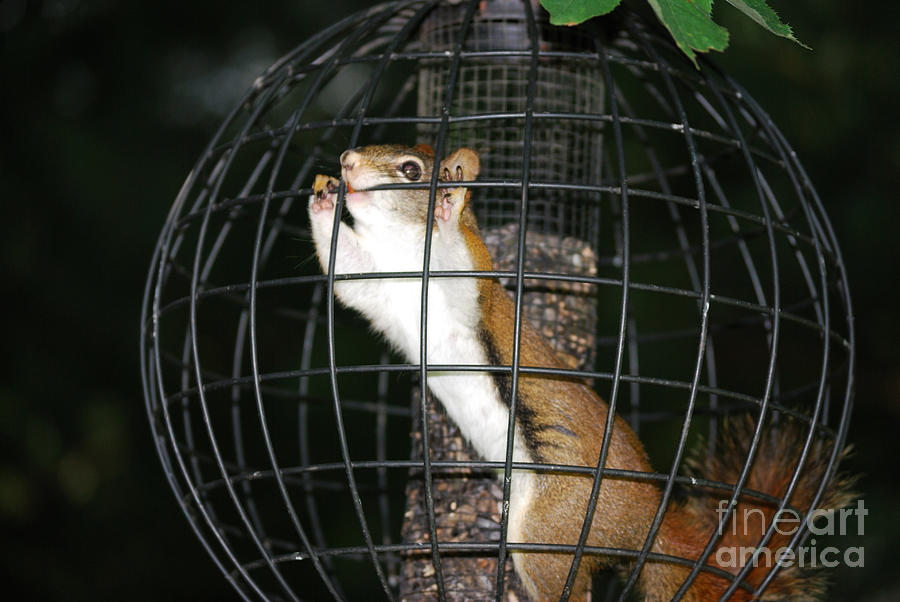 Red Squirrel Jail Photograph by Randy Bodkins