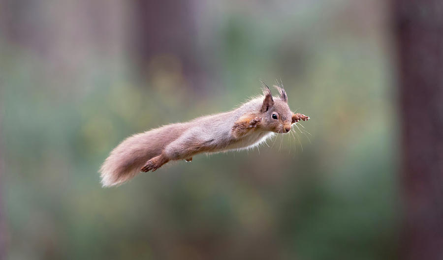 Red Squirrel Leaping Photograph by Pete Walkden