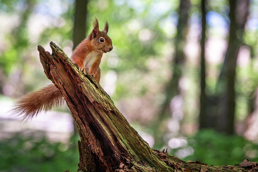 Red Squirrel Lookout Photograph by Framing Places