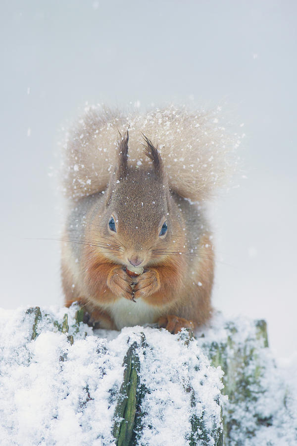 Red Squirrel Nibbles A Nut In The Snow Photograph by Pete Walkden