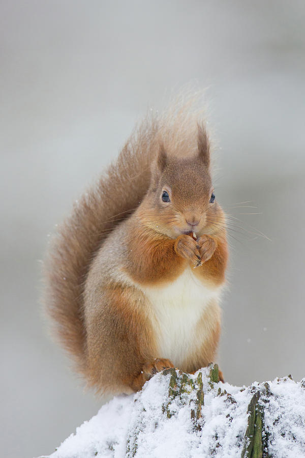 Red Squirrel Nibbling A Hazelnut In The Snow Photograph by Pete Walkden