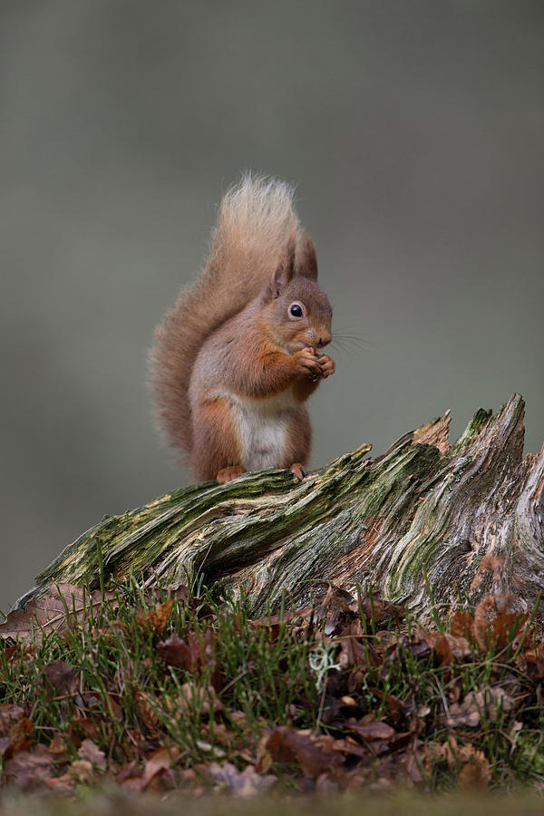 Red Squirrel Nibbling A Nut Photograph by Pete Walkden