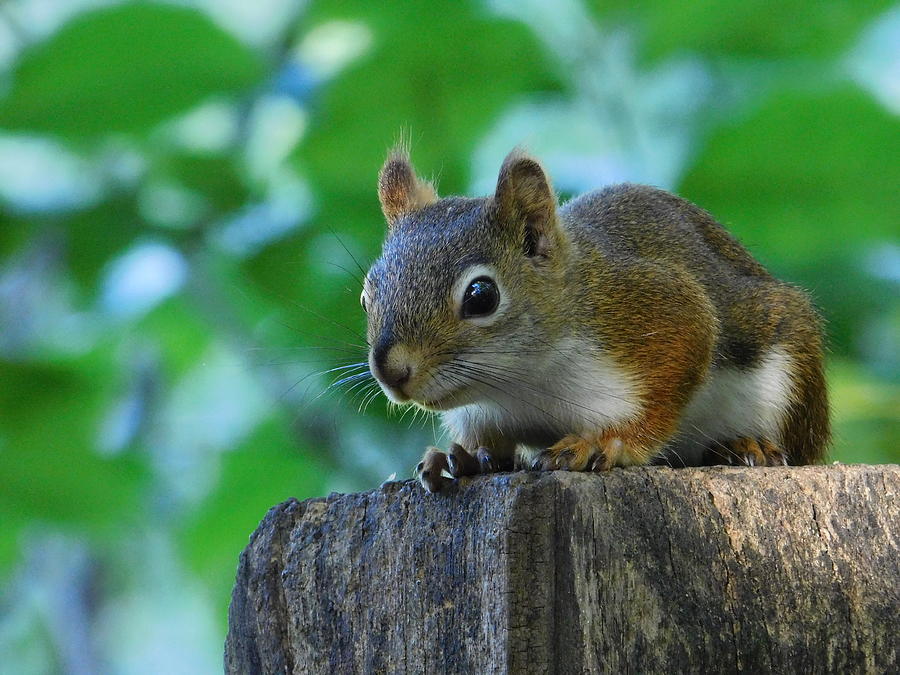 Red Squirrel Ohio Photograph