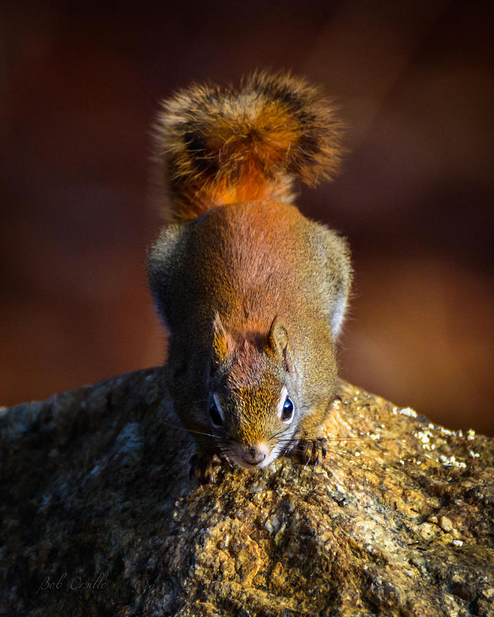Nature Photograph - Red Squirrel On A Rock by Bob Orsillo