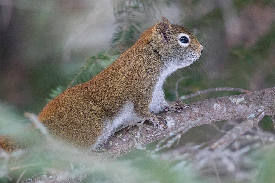 Red Squirrel on Branch Photograph by Brook Burling