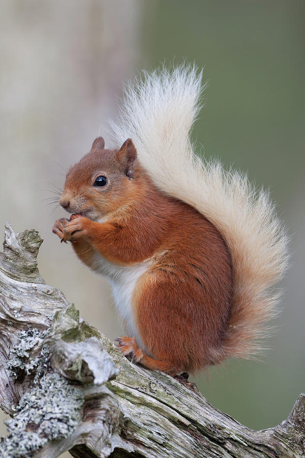 Red Squirrel On Gnarled Log Photograph by Pete Walkden