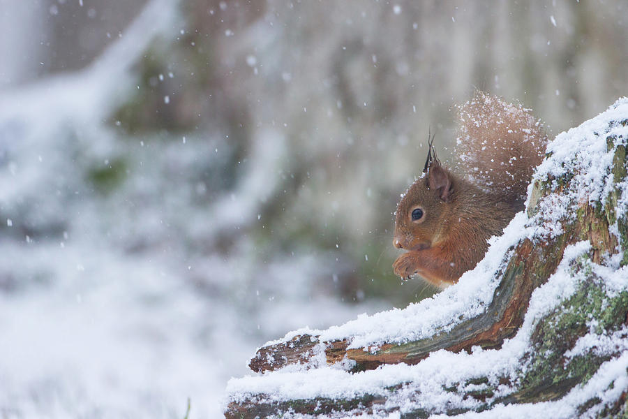 Red Squirrel On Snowy Stump Photograph by Pete Walkden