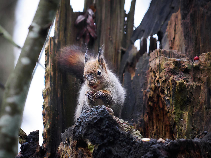 Red Squirrel On The Black Stump Photograph