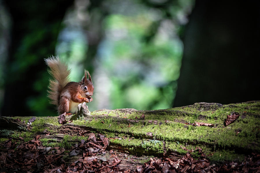 Red Squirrel on Tree Photograph by Framing Places