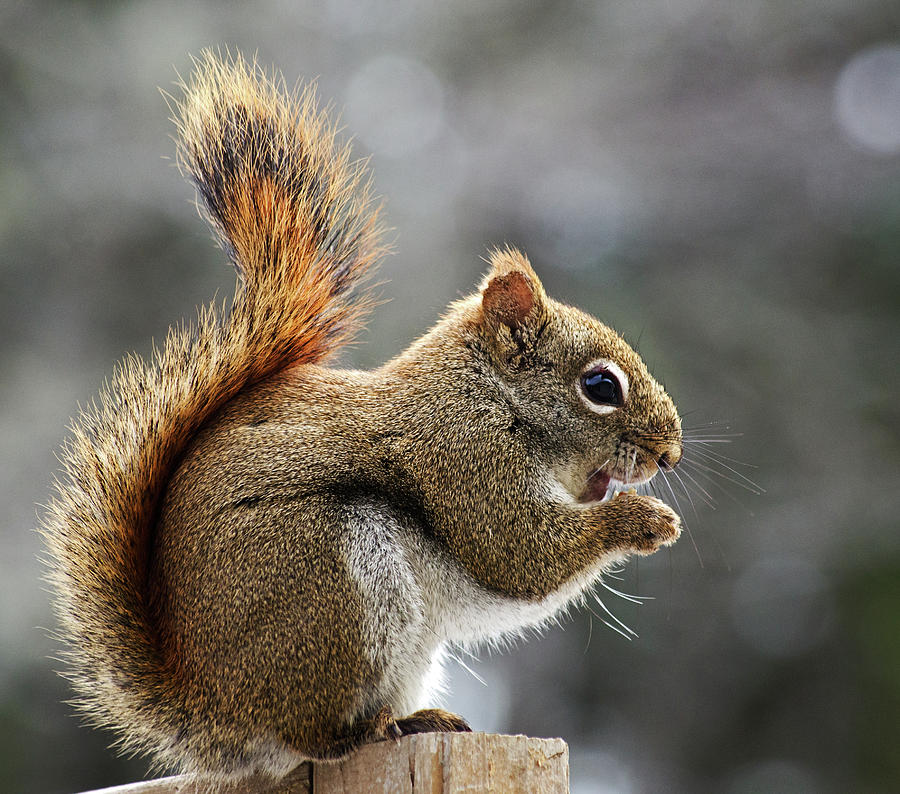 Red Squirrel on Wooden Fence II Photograph by Jeff Galbraith